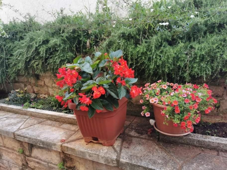 Apartamento App Carla Novigrad Istria Exterior foto